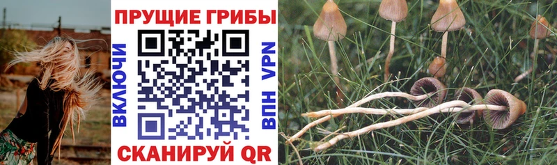 Псилоцибиновые грибы Cubensis  Сортавала 